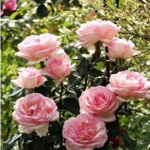 Rosa Souvenir de Baden-Baden - Rózsa