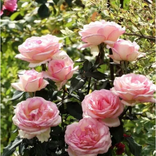 Rosa Souvenir de Baden-Baden - Rózsa