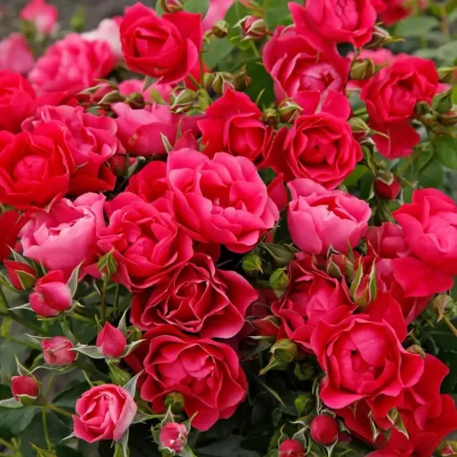 Rosa Pink Forest Rose - Rózsa