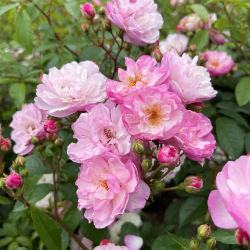 Rosa Lavander Siluetta - Rózsa