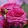 Rosa Kaffe Fassett - Rózsa