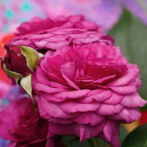 Rosa Kaffe Fassett - Rózsa