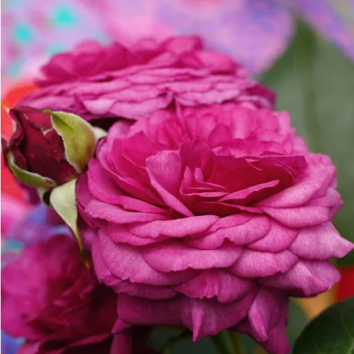 Rosa Kaffe Fassett - Rózsa