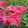 Rosa Heidetraum Plus - Rózsa