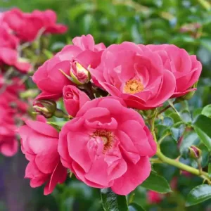 Rosa Heidetraum Plus - Rózsa