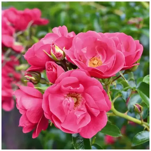 Rosa Heidetraum Plus - Rózsa