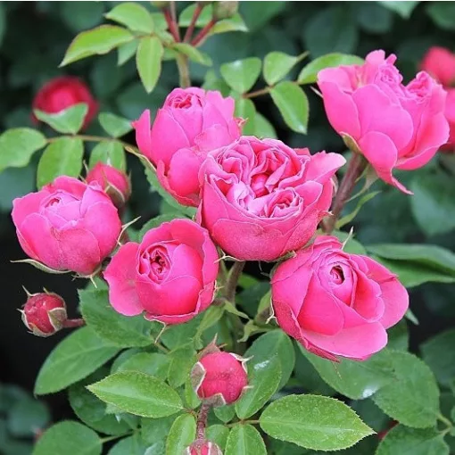 Rosa Magic Rokoko - Rózsa