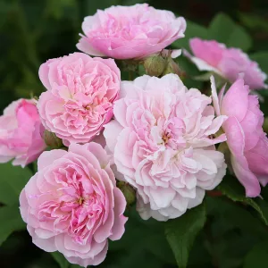 Rosa Romantic Siluetta - Rózsa