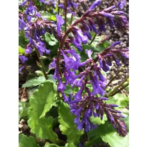 Wulfenia schwarzii - Vulfénia