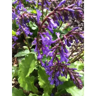 Vulfénia (Wulfenia)