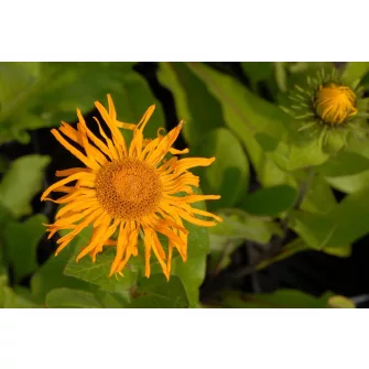 Peremizs (Inula)
