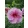 Hibiscus moscheutos Plum Crazy - Mocsári hibiszkusz