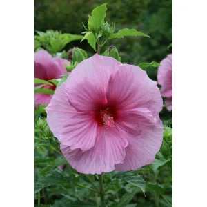 Hibiscus moscheutos Plum Crazy - Mocsári hibiszkusz