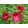 Hibiscus moscheutos Robert Fleming - Mocsári hibiszkusz