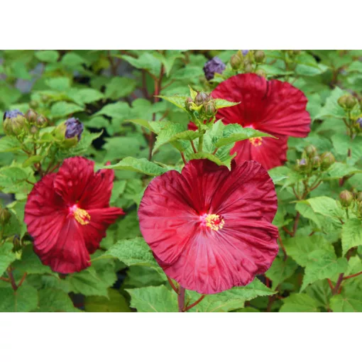 Hibiscus moscheutos Robert Fleming - Mocsári hibiszkusz