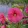 Hibiscus moscheutos Jazzberry Jam - Mocsári hibiszkusz