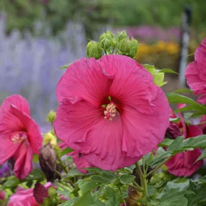 Hibiscus moscheutos Jazzberry Jam - Mocsári hibiszkusz