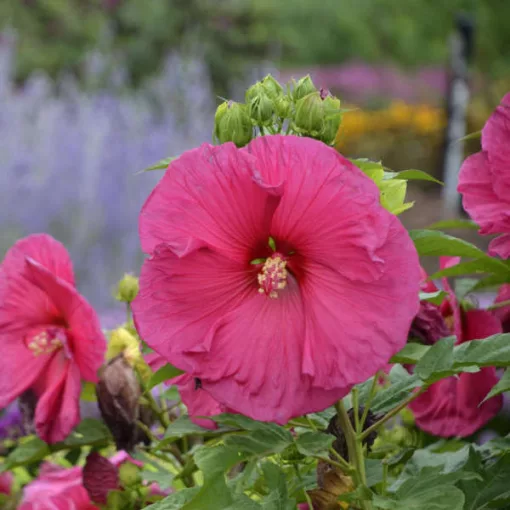 Hibiscus moscheutos Jazzberry Jam - Mocsári hibiszkusz