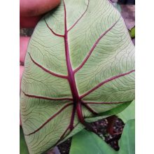 Colocasia Hawaiian Punch