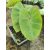 Colocasia Hawaiian Punch