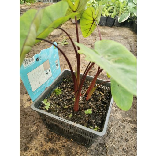 Colocasia Hawaiian Punch