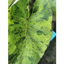 Colocasia Mojito