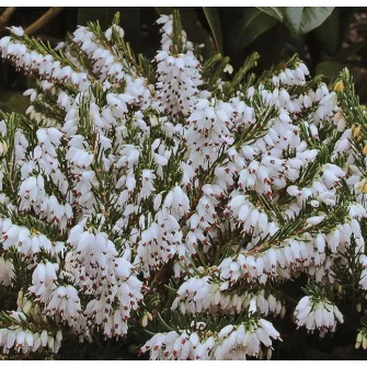 Hanga (Erica)