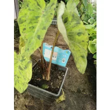Colocasia Mojito