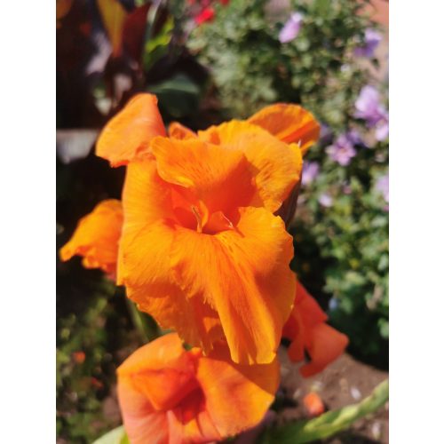Canna 'Pretoria'