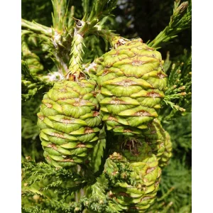 Sequoiadendron giganteum - Mamutfenyő
