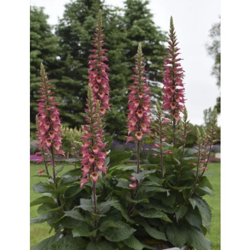 Digitalis x valinii Rising Phoenix - Gyűszűvirág