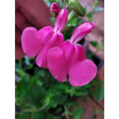 Csecsemőzsálya - Salvia microphylla 'Pink Lips Jeremy'