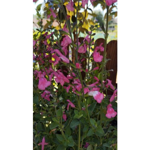 Csecsemőzsálya - Salvia microphylla Pink Lips Jeremy