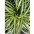 Tarka levelű sás - Carex oshimensis Evergold