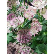 Völgycsillag - Astrantia Roma Improved