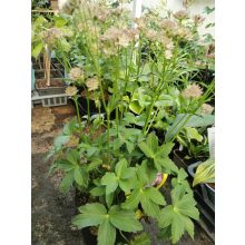 Völgycsillag - Astrantia Roma Improved