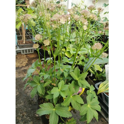 Völgycsillag - Astrantia Roma Improved