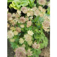 Völgycsillag - Astrantia Roma Improved