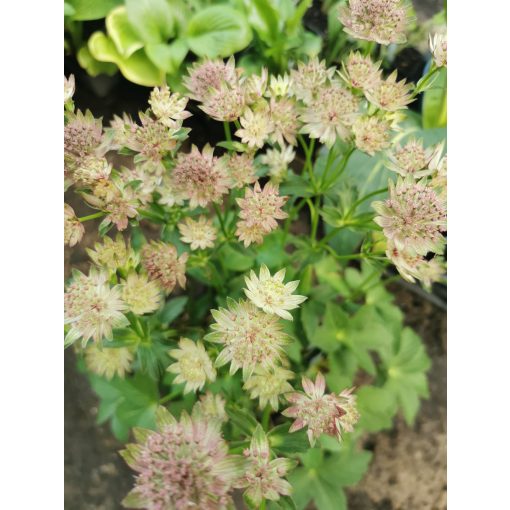 Völgycsillag - Astrantia Roma Improved