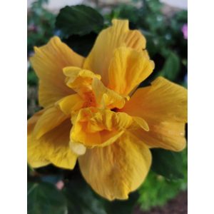 Hibiscus Koenig