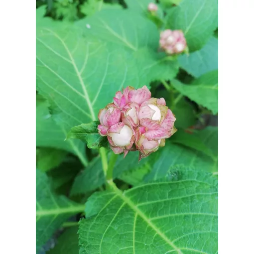 Deinanthe bifida Pink Kii - Hamis hortenzia