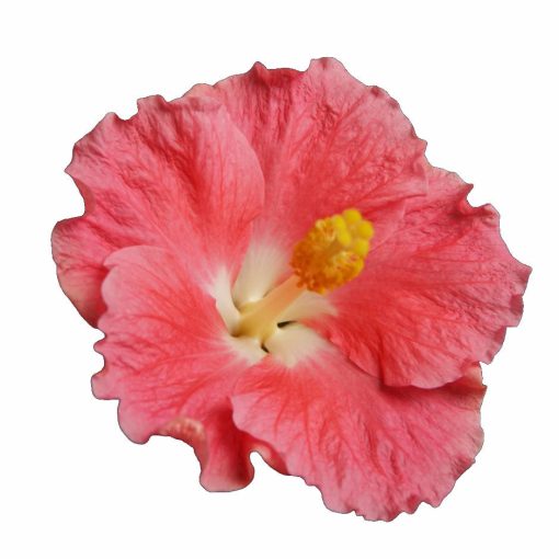 Hibiscus DIEM Tahiti-Midi 3546