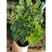 Hibiscus DIEM Tahiti-Midi 3546