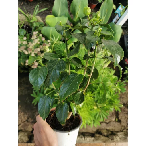 Hibiscus DIEM Tahiti-Midi 3546