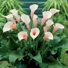 Zantedeschia aethiopica Pink