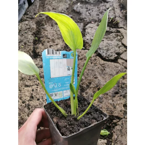 Zantedeschia aethiopica Pink