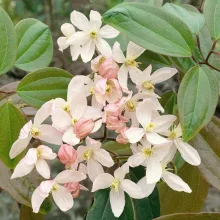 Clematis armandii Apple Blossom - Örökzöld klemátisz