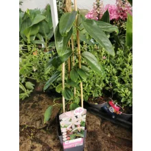 Clematis armandii Apple Blossom - Örökzöld klemátisz
