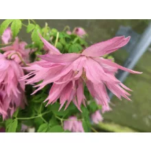 Clematis Country Rose - Klemátisz