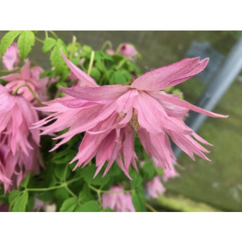 Clematis Country Rose